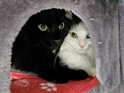 Ronja & Simba ***RESERVIERT***, adopted
