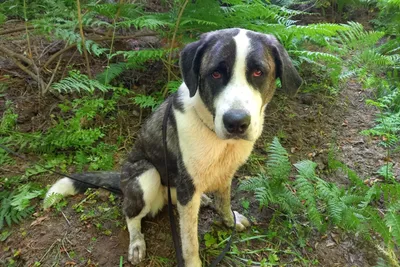 Cookie, adopted