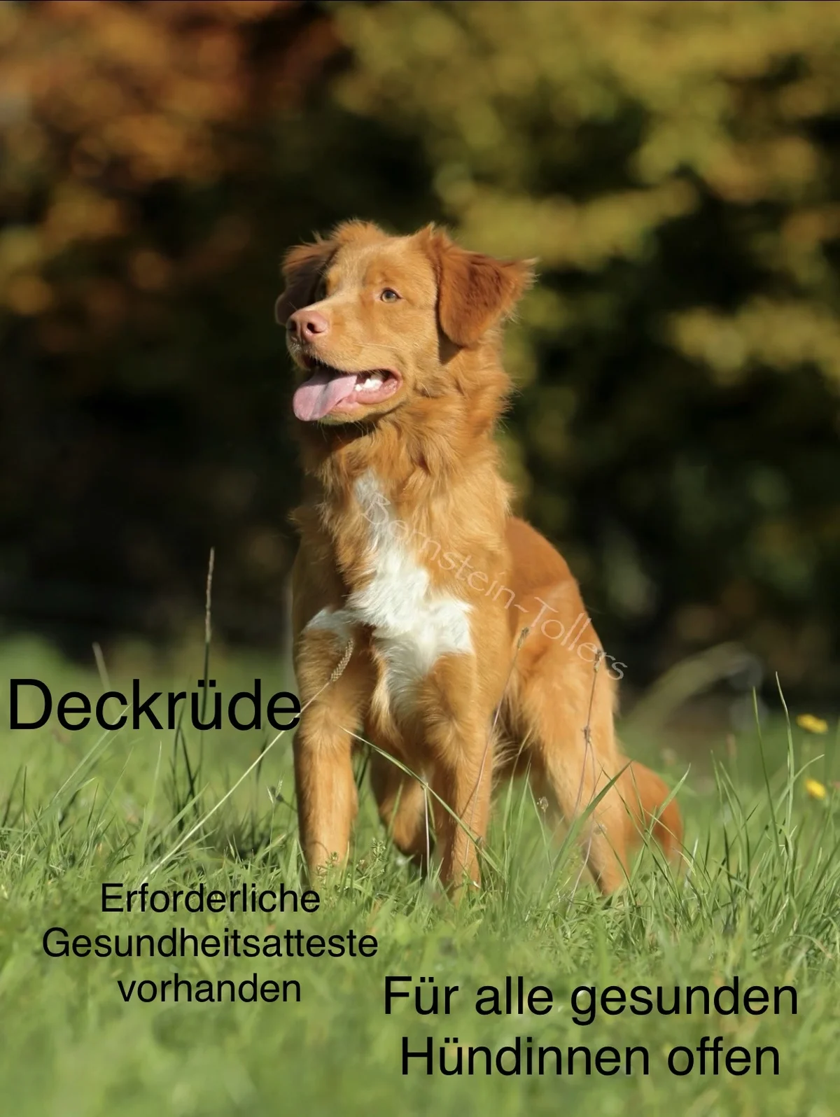 Nova Scotia Duck Tolling Retriever