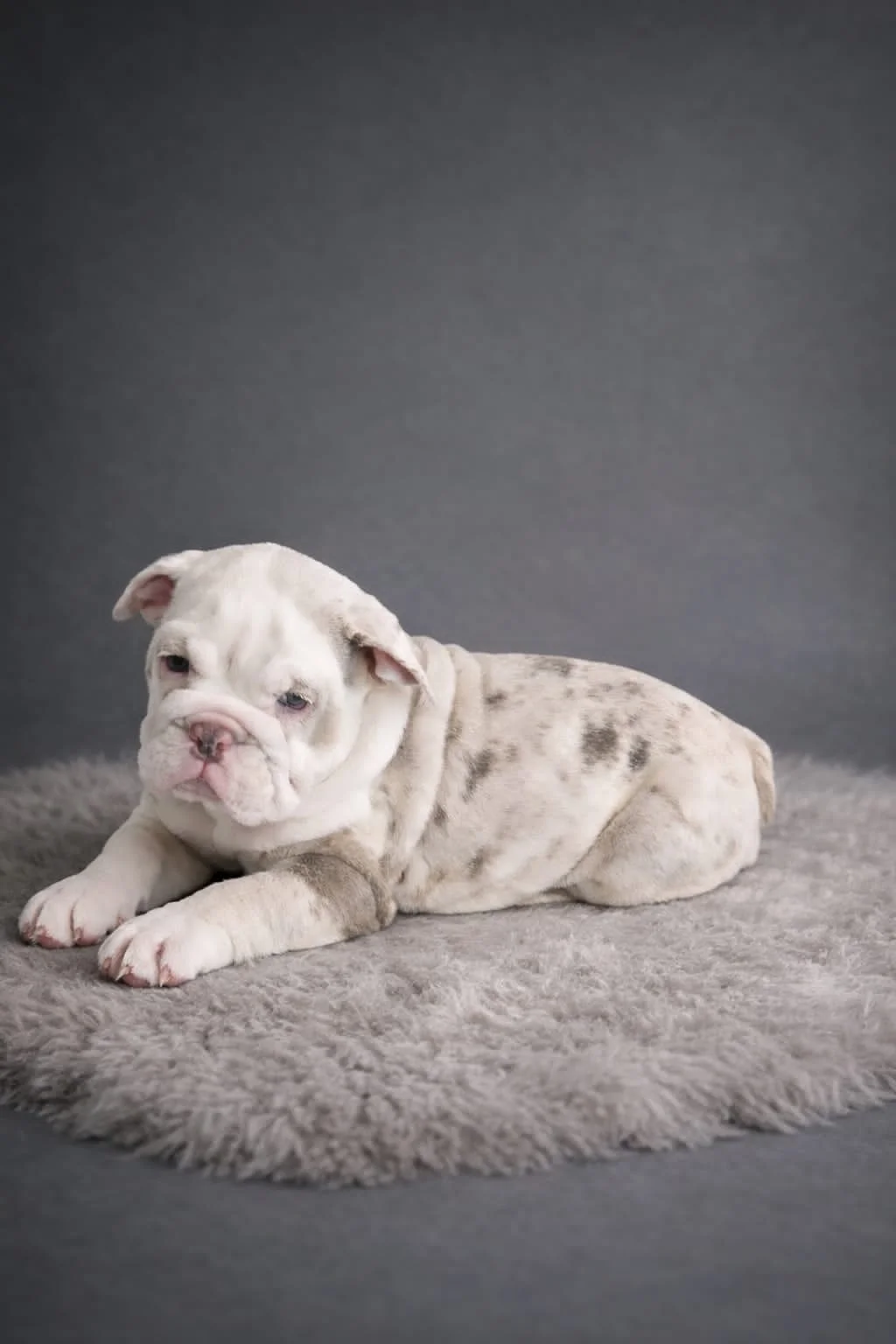 Old English Bulldog