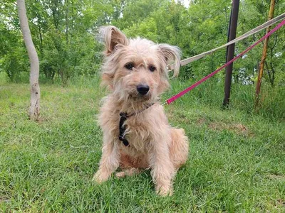 YAKARI, furchtsamer Mischlingsrüde, ca. 3 Jahre, 49cm, 18kg, adopted