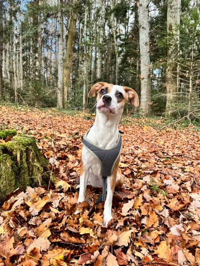 Daisy, adopted
