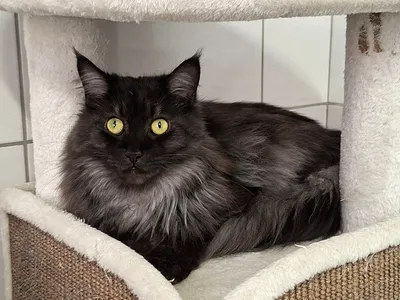 Kancoon, adopted