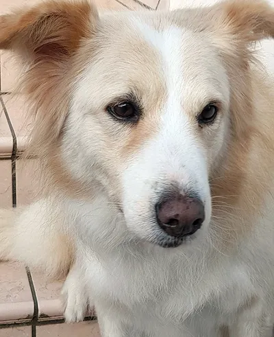 Kelly (reserviert), adopted