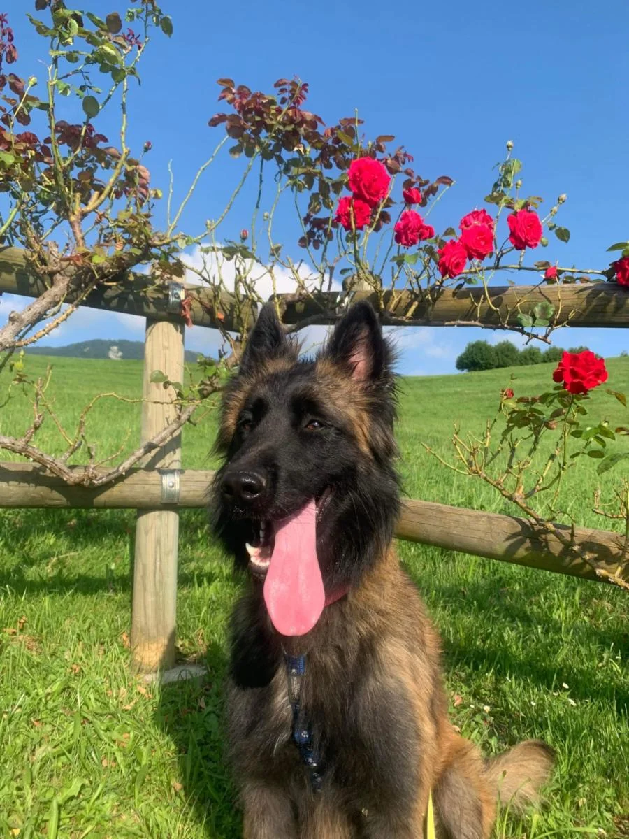 Belgian Tervuren