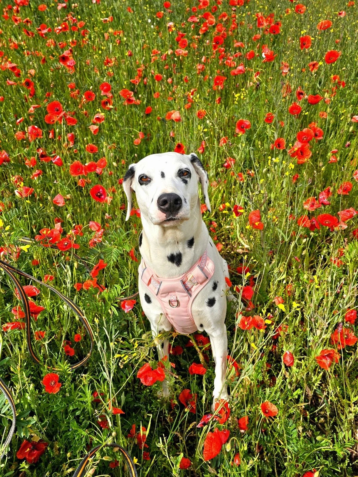 Dalmatian