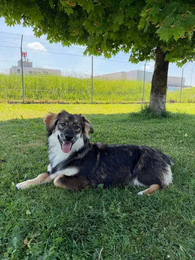 Jackie, adopted