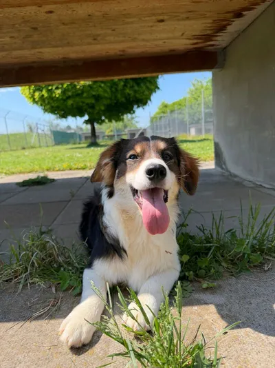 Nero, adopted