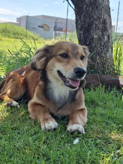 Milly, adopted