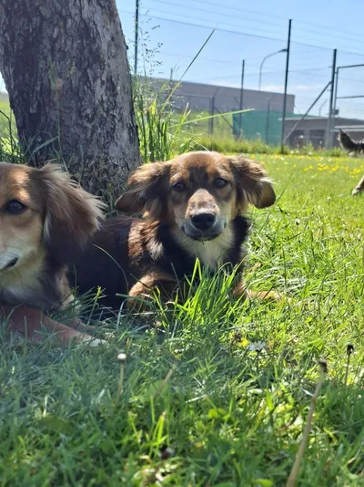 Sisi, adopted