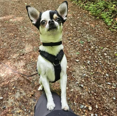Lyno, adopted