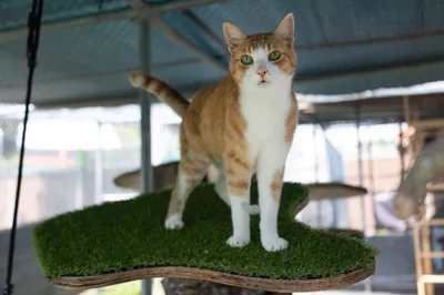 Tierheim Katze Mikesch – Patentier – auf einer Lebenslangen Pflegestelle, adopted