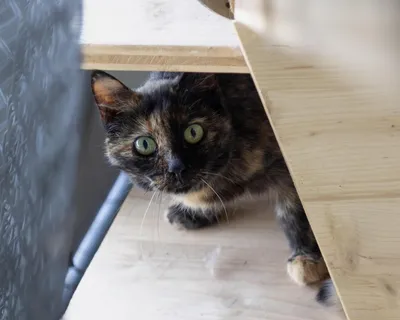 Tierheim Katze Böhni – Patentiere – auf einer Lebenslangen Pflegestelle, adopted