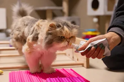 Tierheim Katze -Sunny – Patentier – auf einer Lebenslangen Pflegestelle, adopted