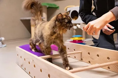 Tierheim Katze Bonita – Patentier – auf einer Lebenslangen Pflegestelle, adopted