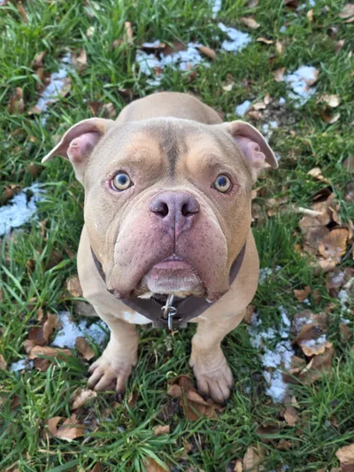 Jasper, adopted