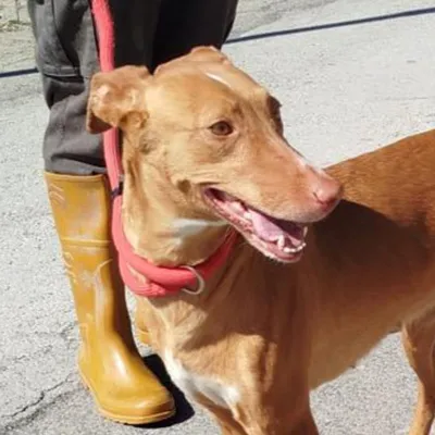 Hola!, adopted