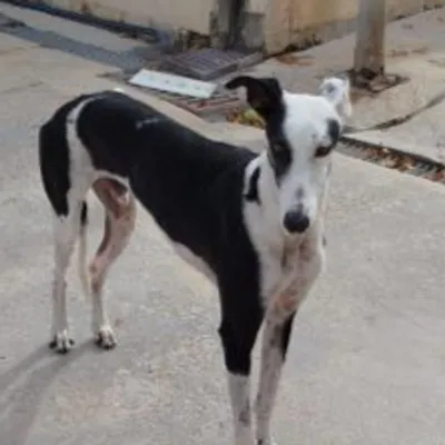 Hola, adopted