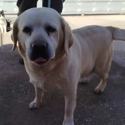 Hola, adopted