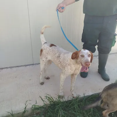 Hola!, adopted