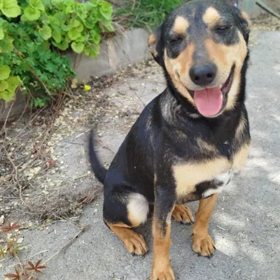 Hola, adopted