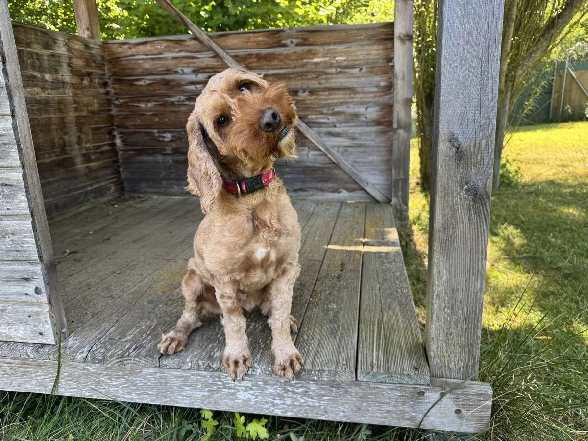 Cockapoo