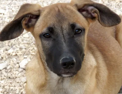 Cookie, adopted