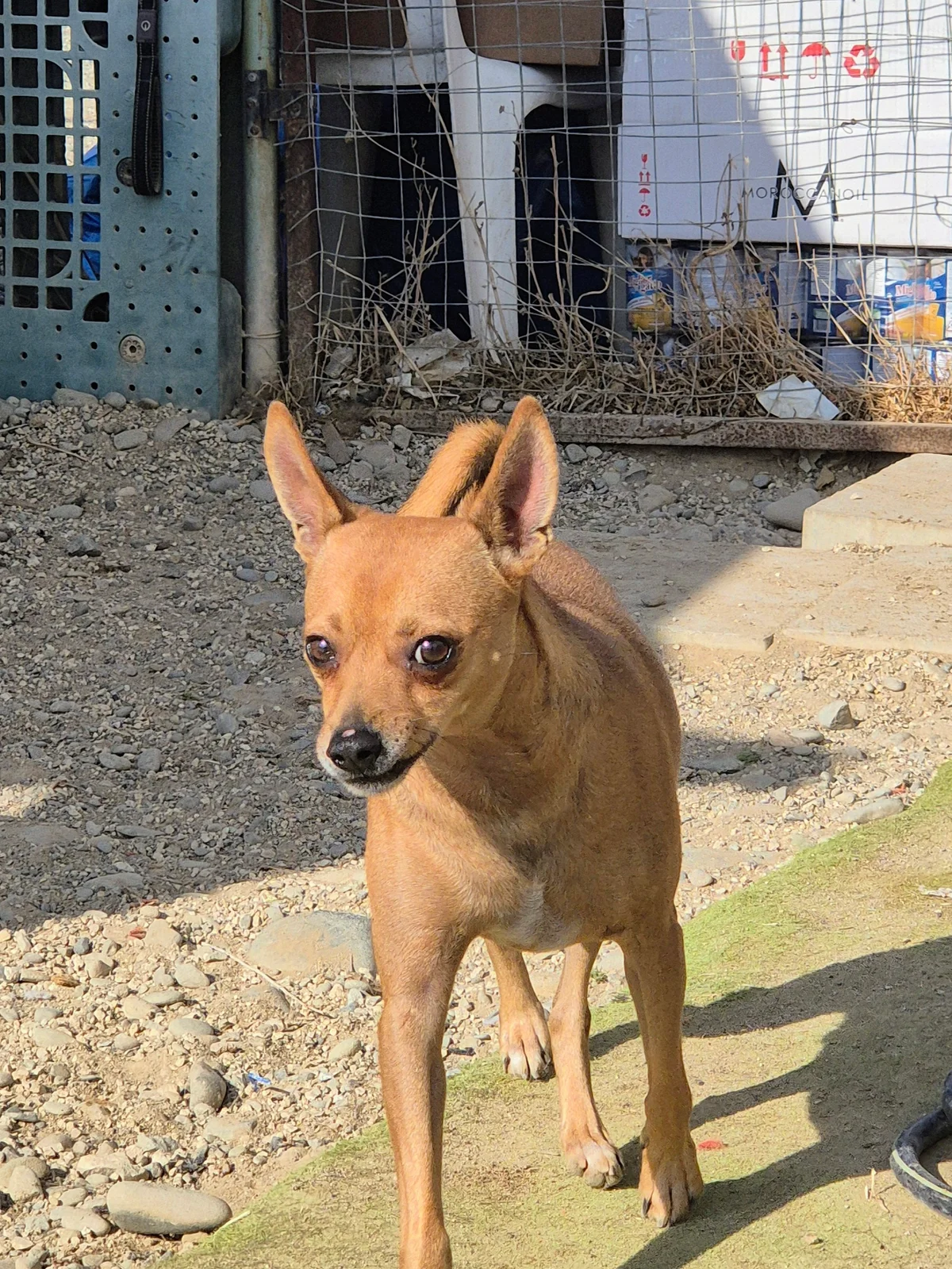 Miniature Pinscher