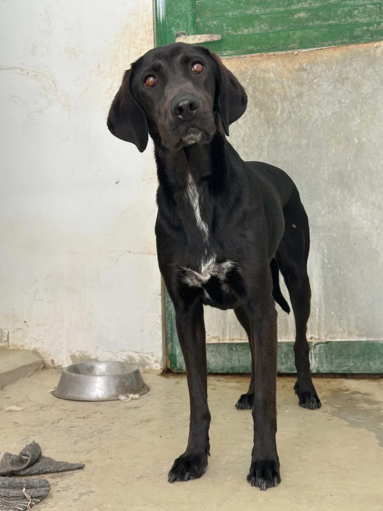 German Shorthaired Pointer