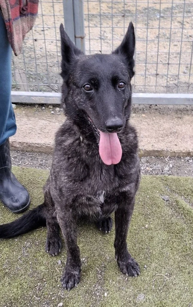 Dutch Shepherd