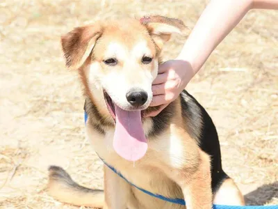 Nugget, adopted
