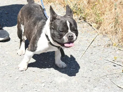 Colin, adopted