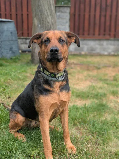 Mia, adopted
