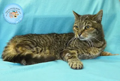 Bruno je kocourek, adopted