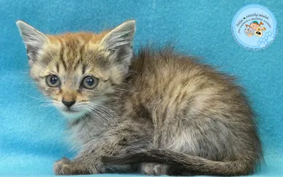 Rick je 2, adopted