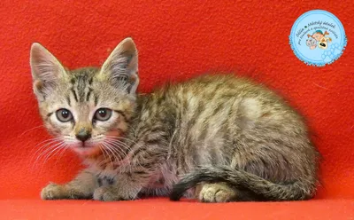 Sue je 2, adopted