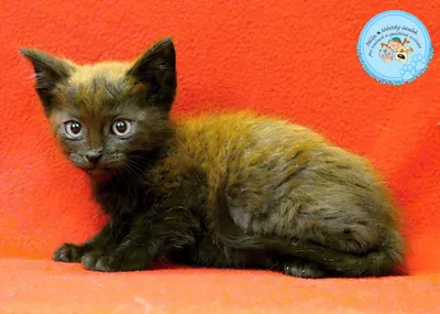 Pipi je 2, adopted
