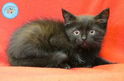 Sofi je asi, adopted