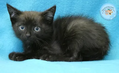 Max je asi, adopted