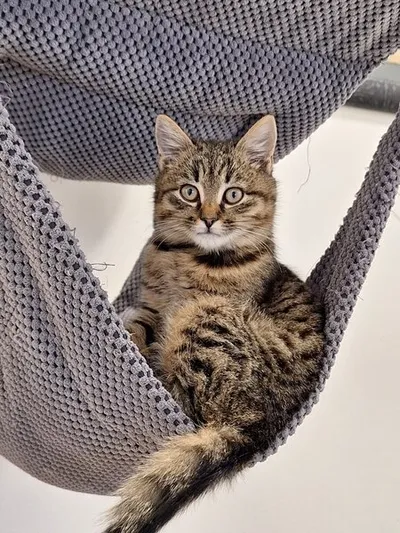 Alex, adopted