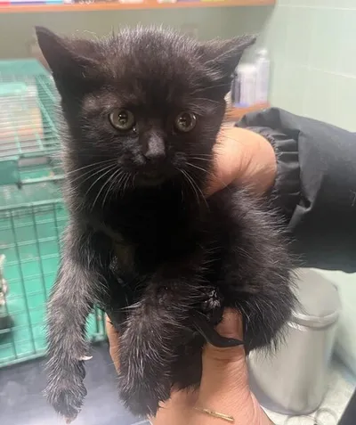 Demi, adopted