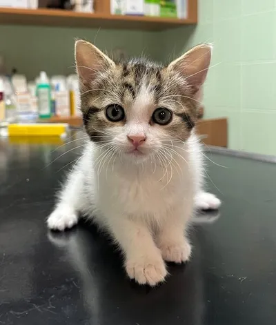 Flora, adopted
