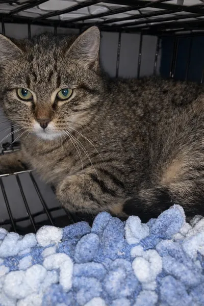 Mia, adopted