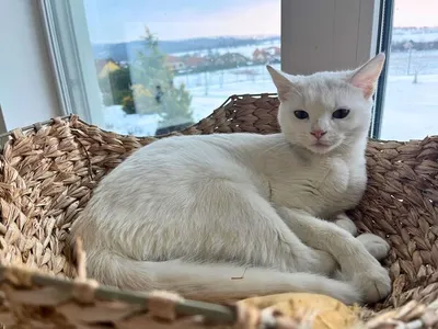Millie, adopted