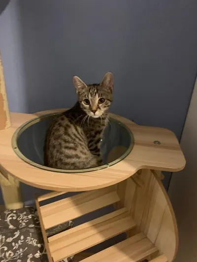Nina, adopted