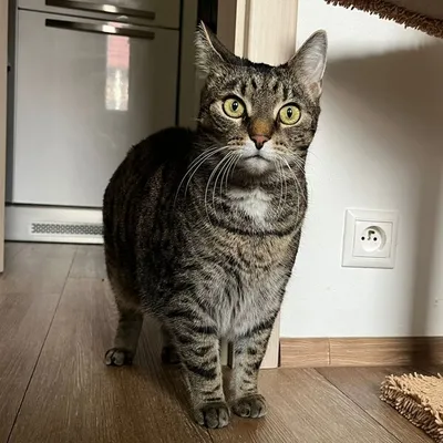 Rúfus, adopted