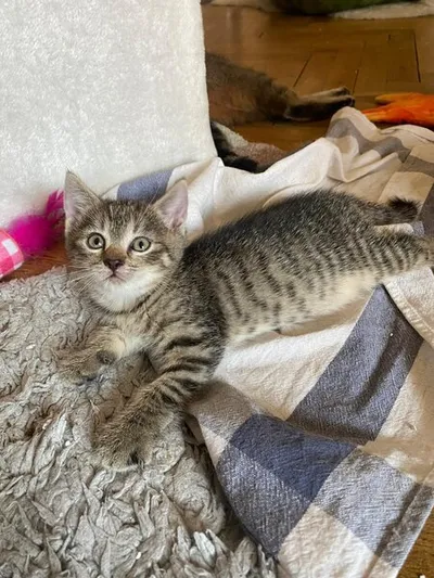Susi, adopted