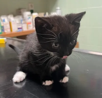 Thalia, adopted