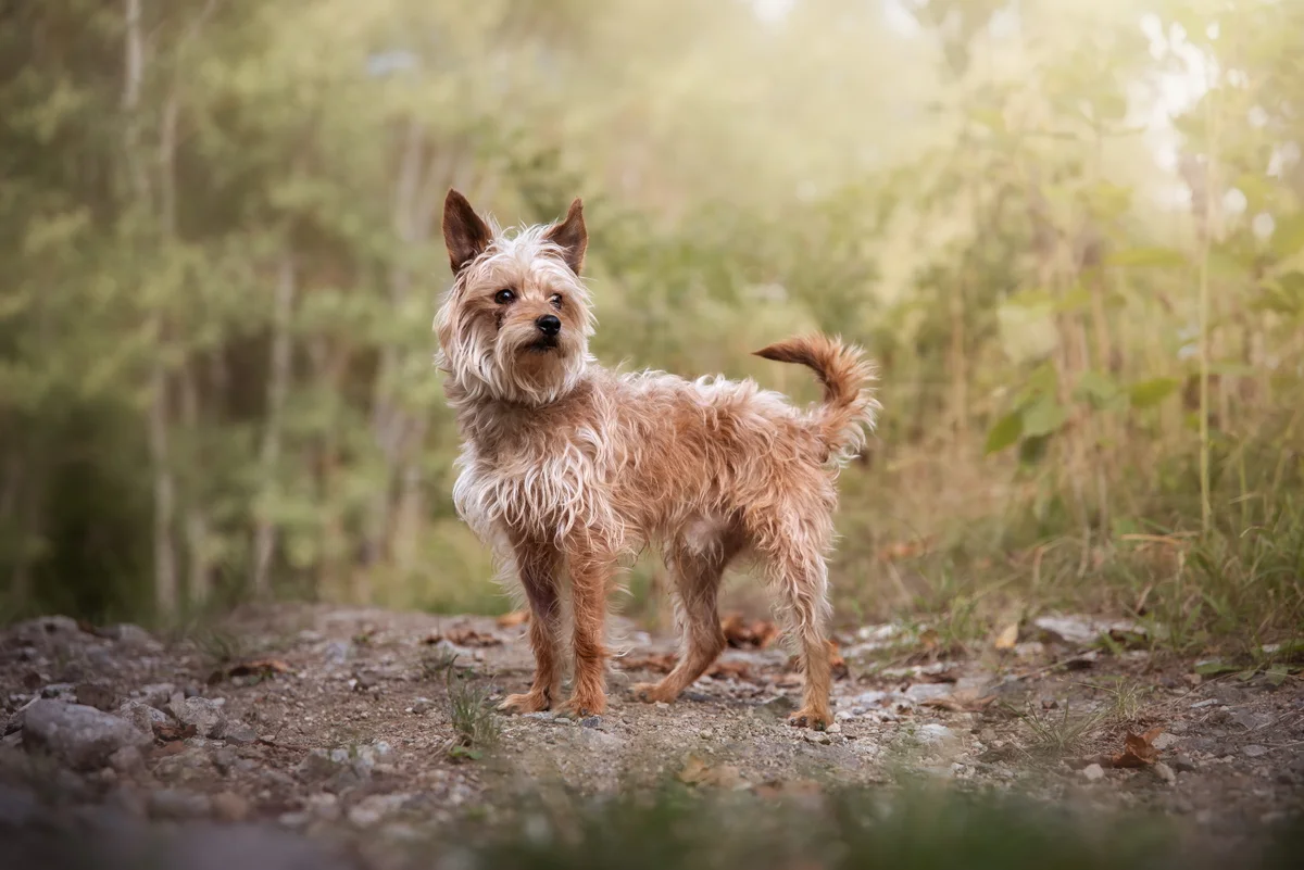 Yorkshire Terrier