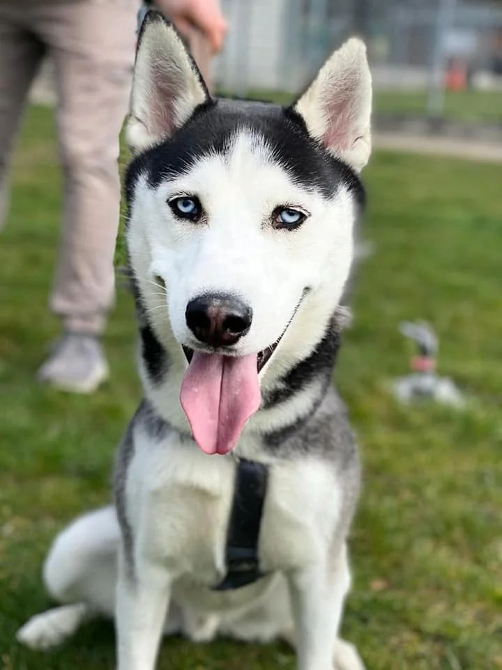Husky